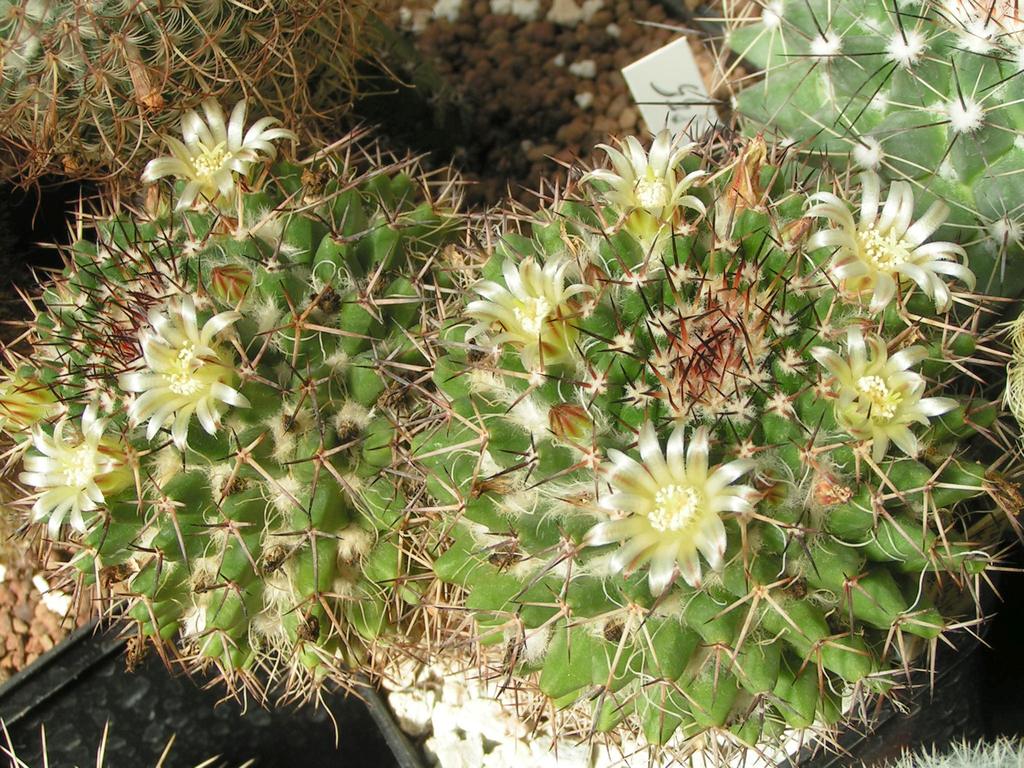 Mammillaria karwinskiana